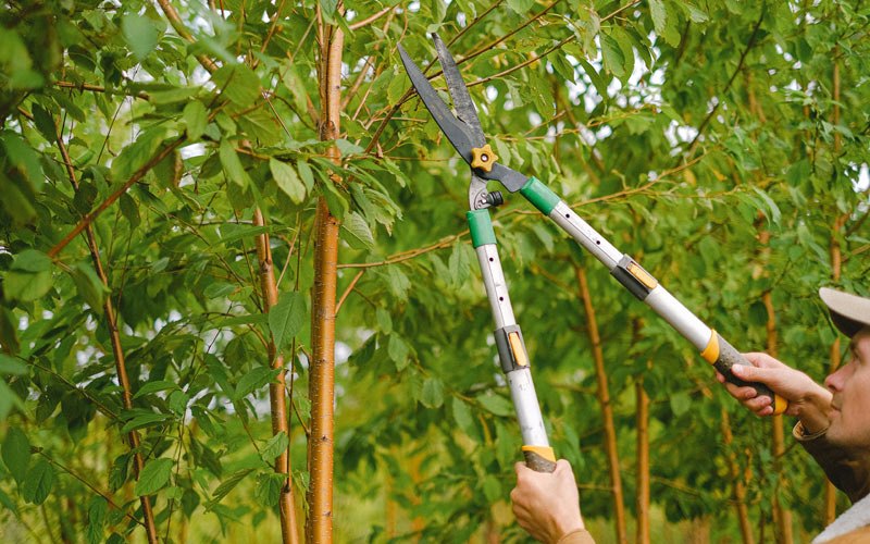 Tree trimming in Yale, SD